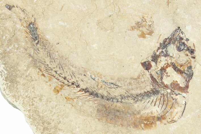 Cretaceous Fossil Fish (Scombroclupea?) - Lebanon #322076